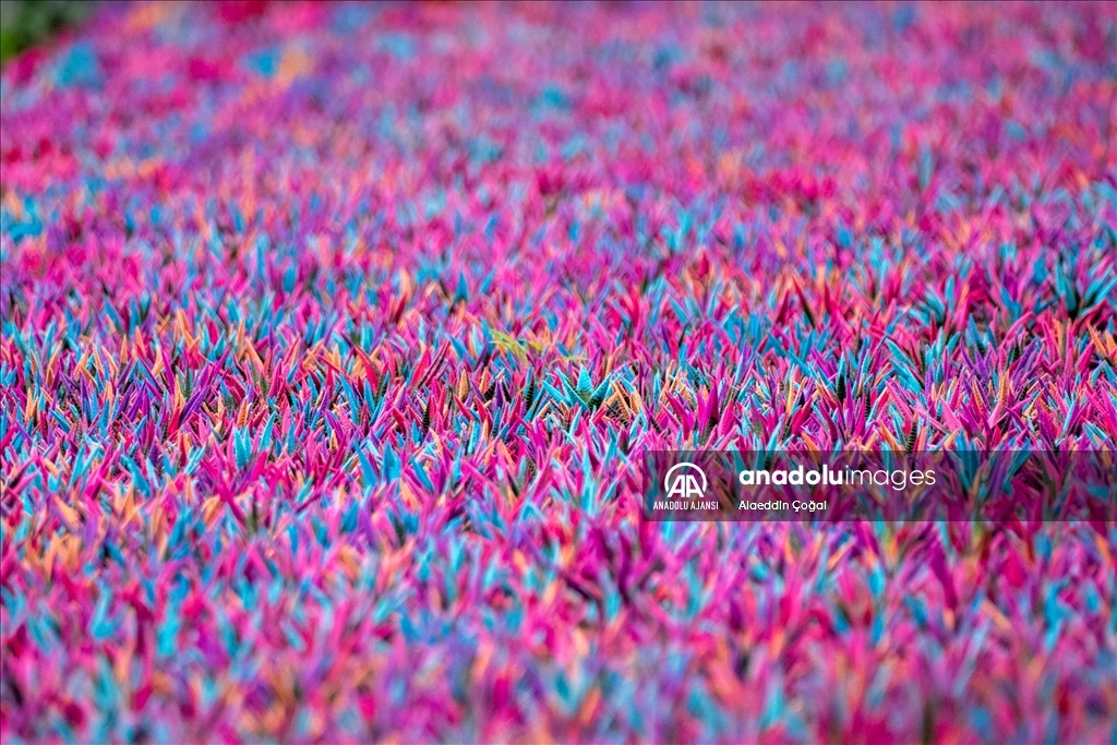 Çukurova'da çiçekler Sevgililer Günü'ne hazır