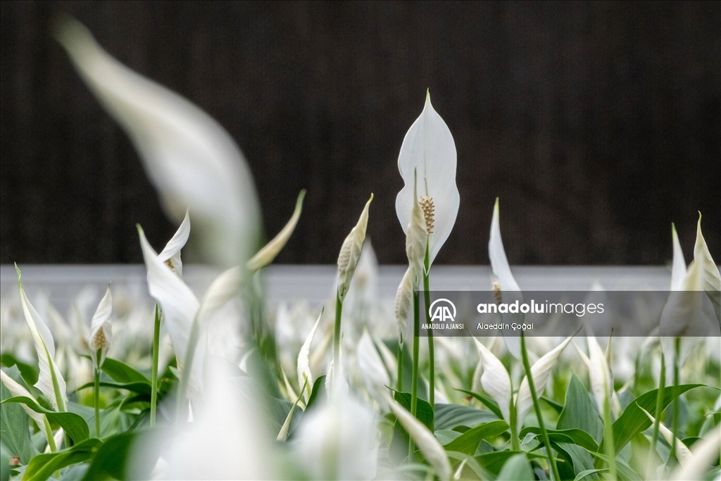 Çukurova'da çiçekler Sevgililer Günü'ne hazır