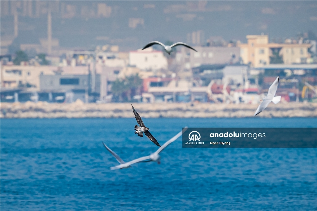 Mersin'de ''korsan martı''lar iş başında