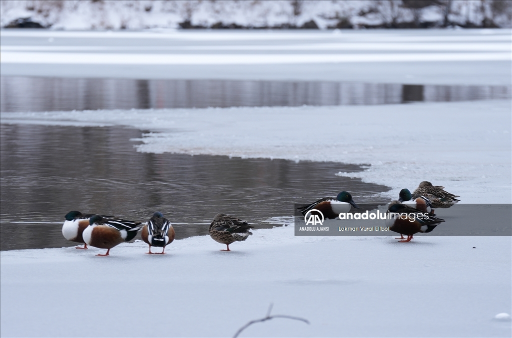 New York'ta kar yağışı etkili oldu