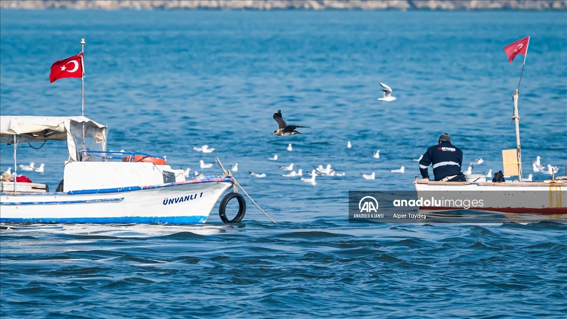 Mersin'de ''korsan martı''lar iş başında