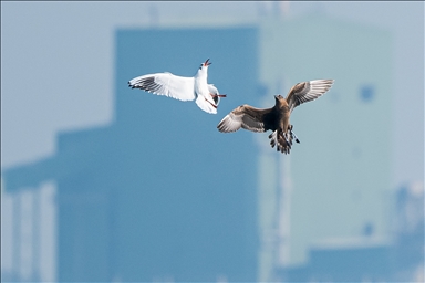 Seagulls, "Great Skuas" among them, compete for food in Turkiye's Mersin