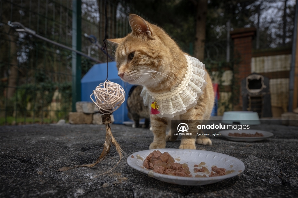 Huzurevi sakinleri patili dostları için