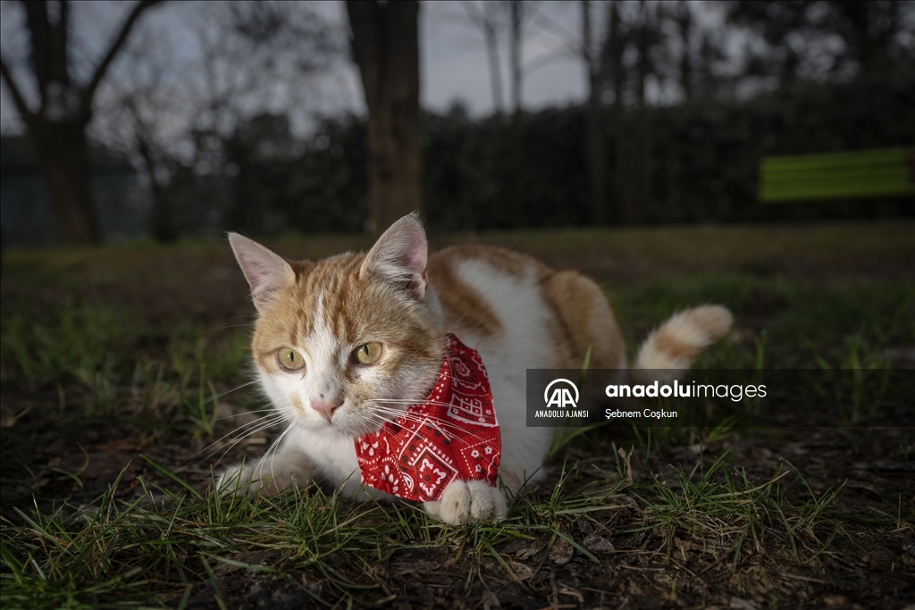 Huzurevi sakinleri patili dostları için