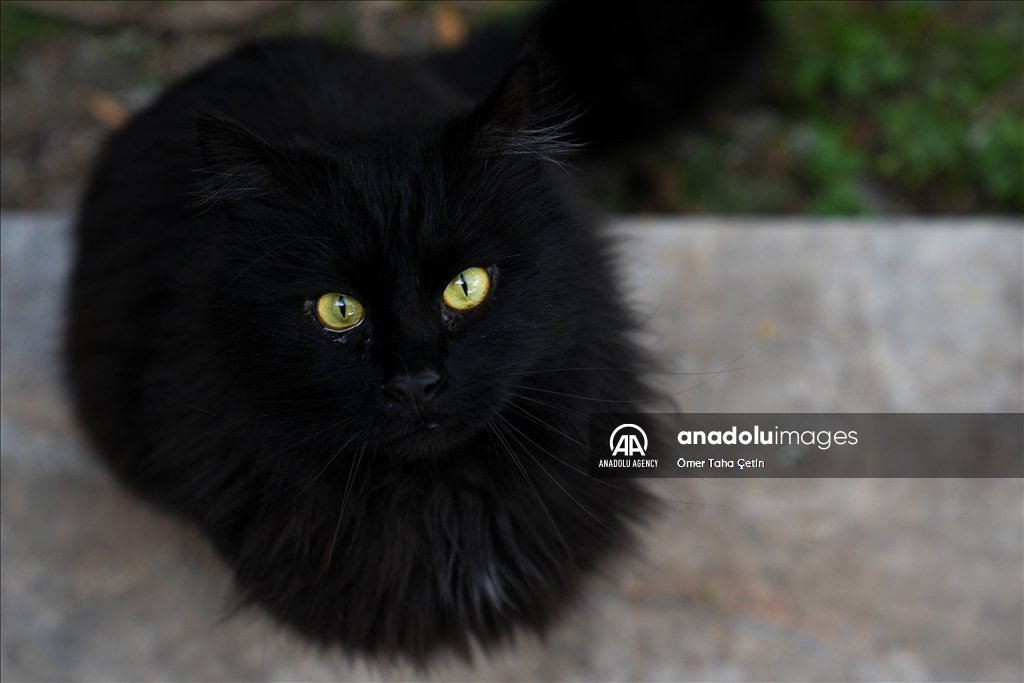 17th February World Cat Day in Turkiye's Ankara
