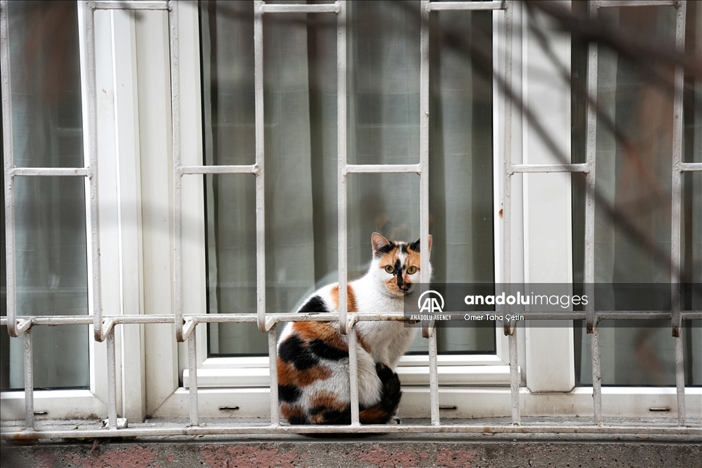 17th February World Cat Day in Turkiye's Ankara