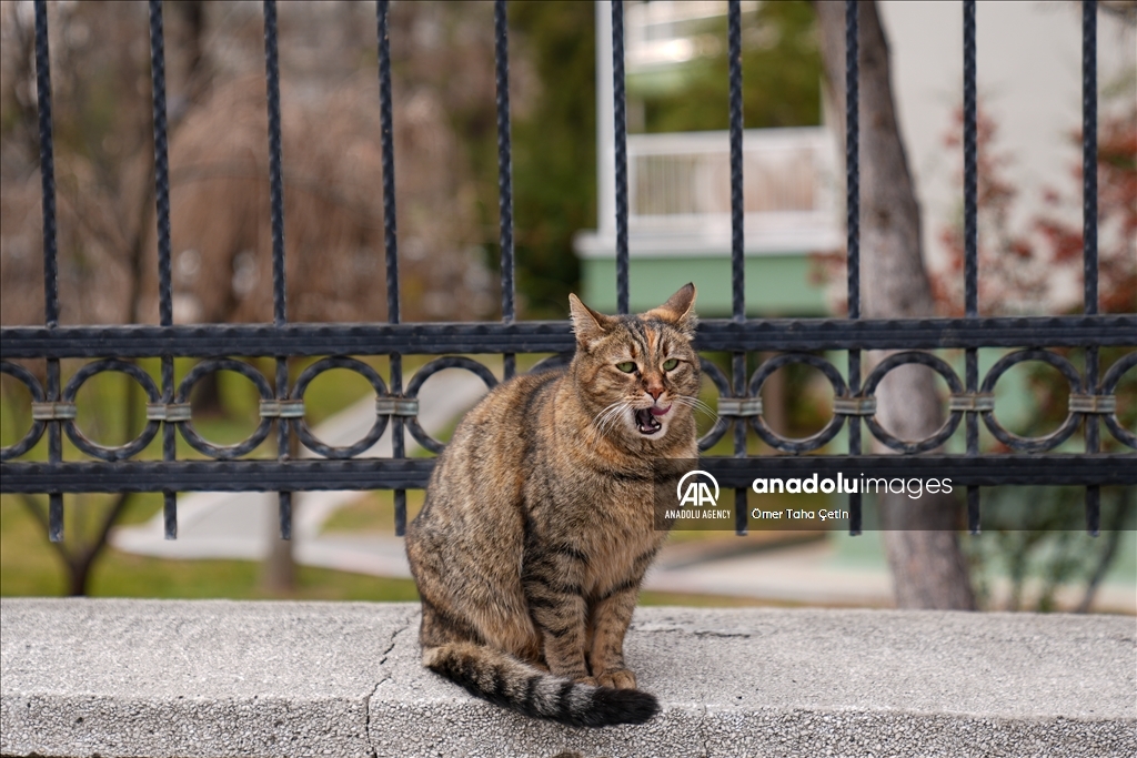 17th February World Cat Day in Turkiye's Ankara