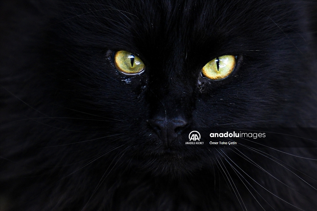 17th February World Cat Day in Turkiye's Ankara