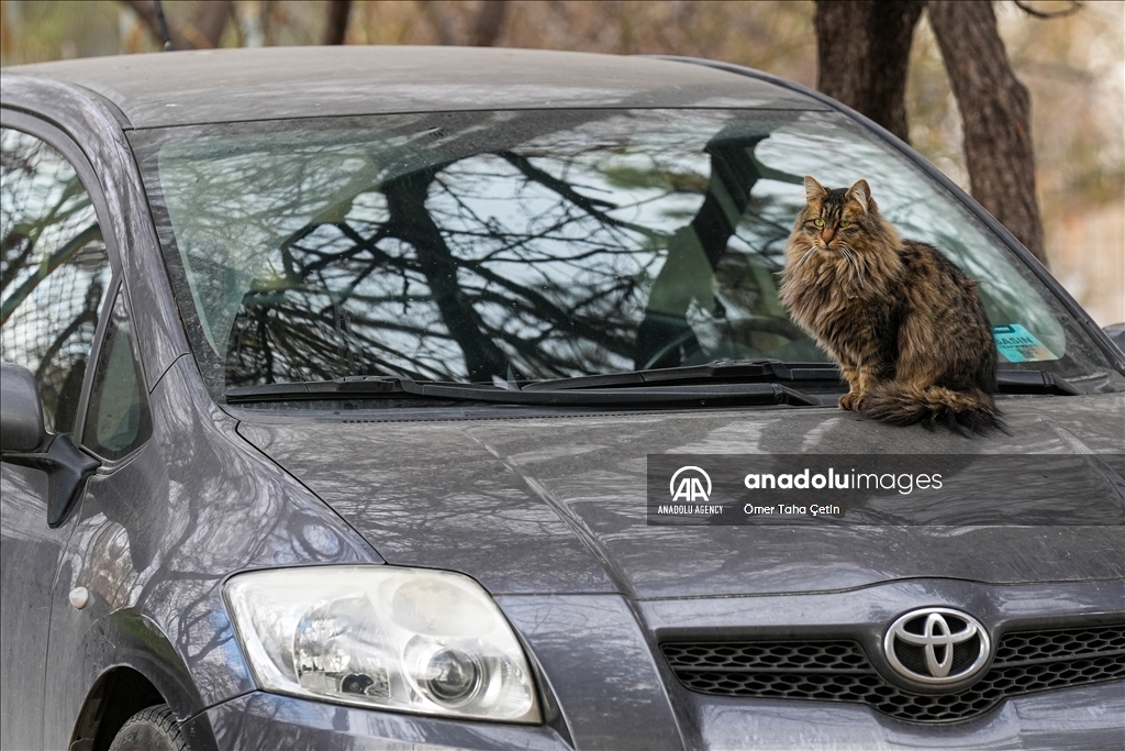 17th February World Cat Day in Turkiye's Ankara
