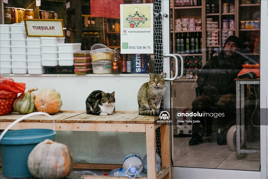 17th February World Cat Day in Turkiye's Ankara