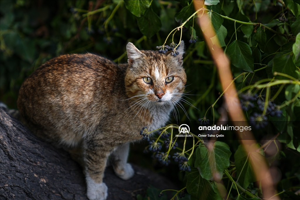 17th February World Cat Day in Turkiye's Ankara