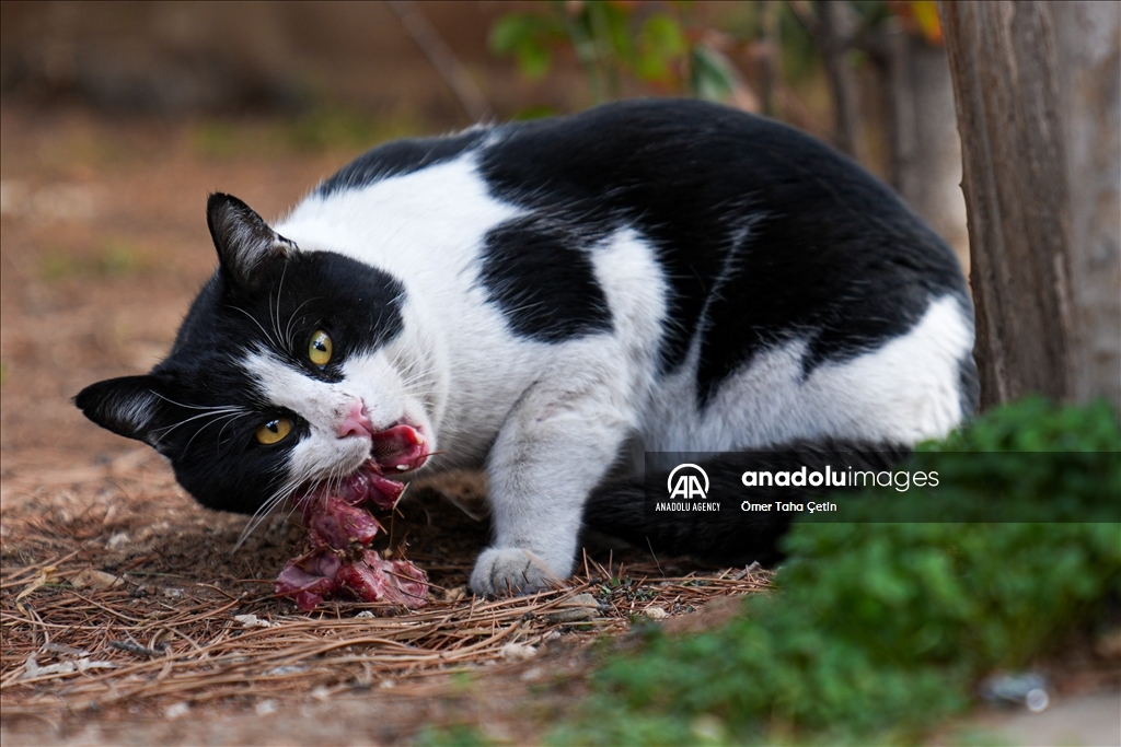 17th February World Cat Day in Turkiye's Ankara