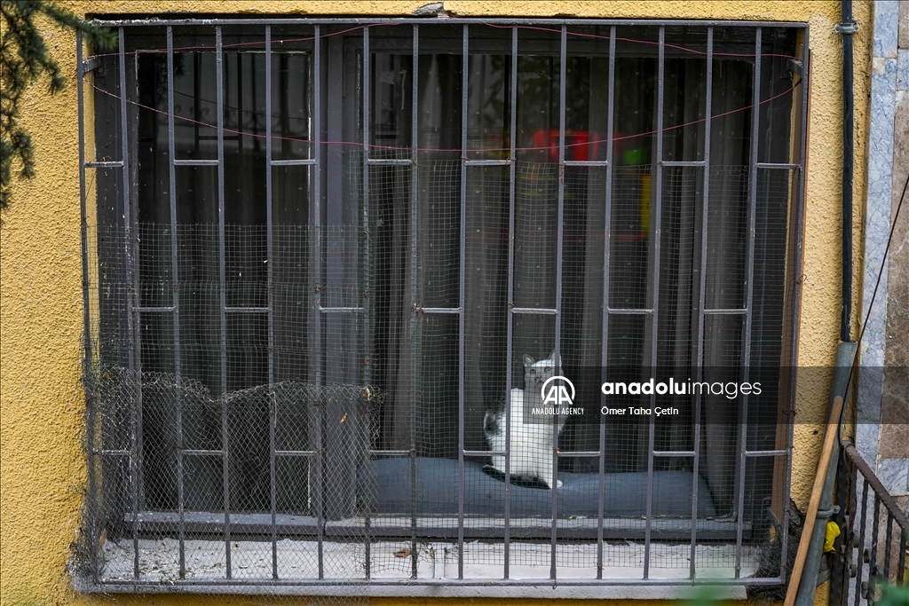 17th February World Cat Day in Turkiye's Ankara