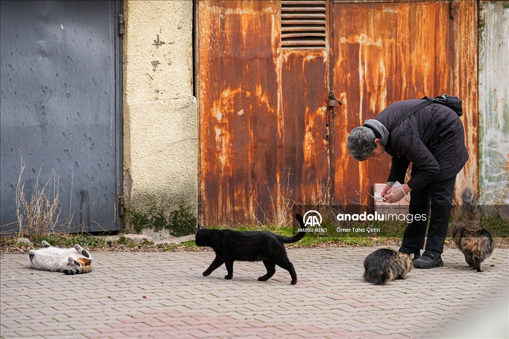 17th February World Cat Day in Turkiye's Ankara