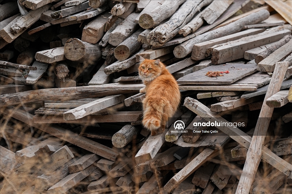 17th February World Cat Day in Turkiye's Ankara