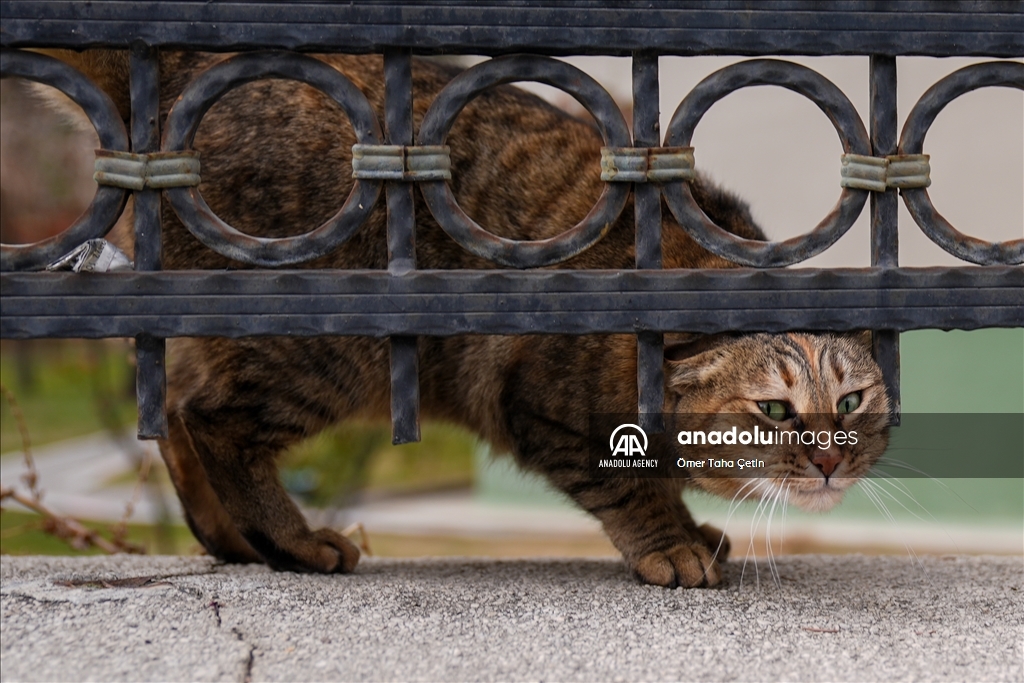 17th February World Cat Day in Turkiye's Ankara