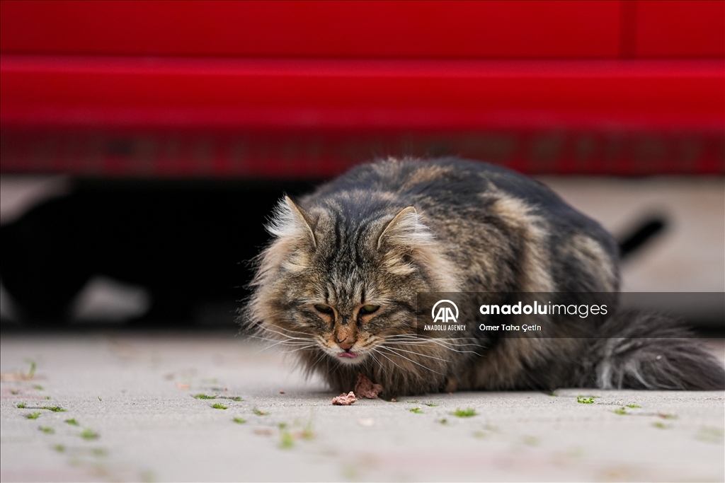 17th February World Cat Day in Turkiye's Ankara