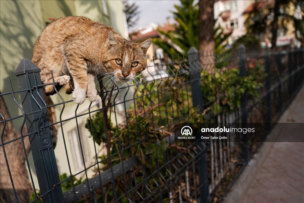 17th February World Cat Day in Turkiye's Ankara