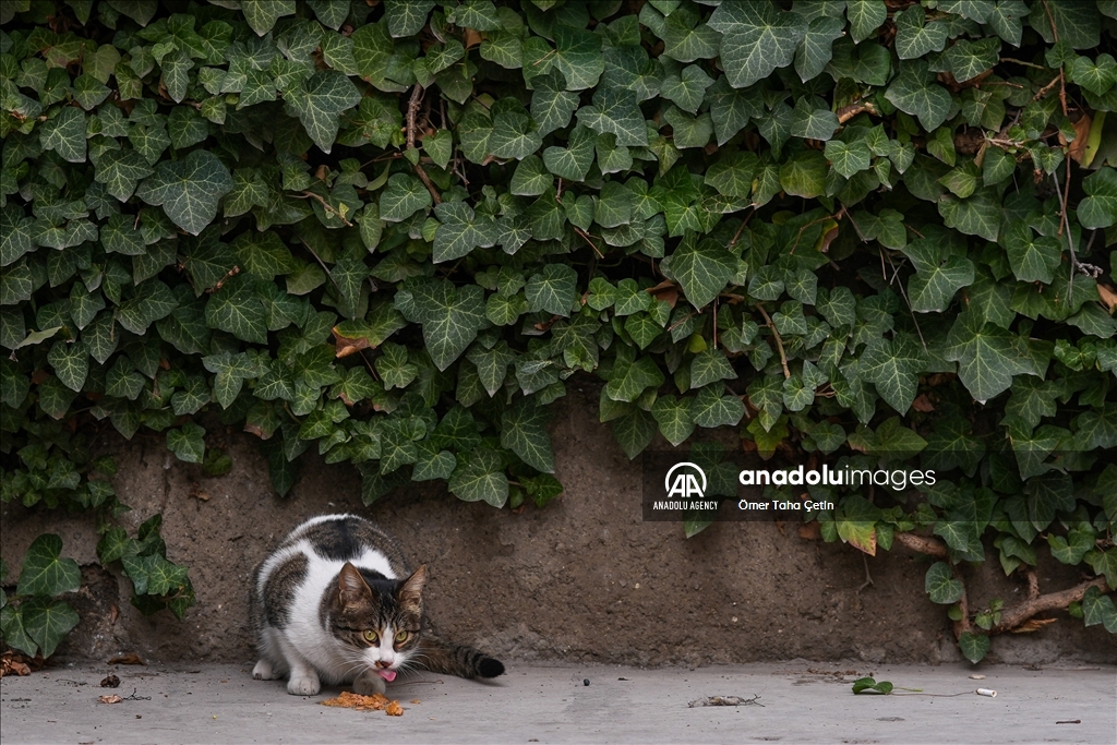 17th February World Cat Day in Turkiye's Ankara