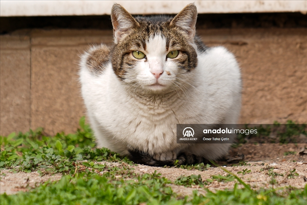 17th February World Cat Day in Turkiye's Ankara