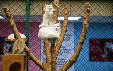 "Cat House Villa," home to Van cats, hosts an average of 200,000 visitors annually