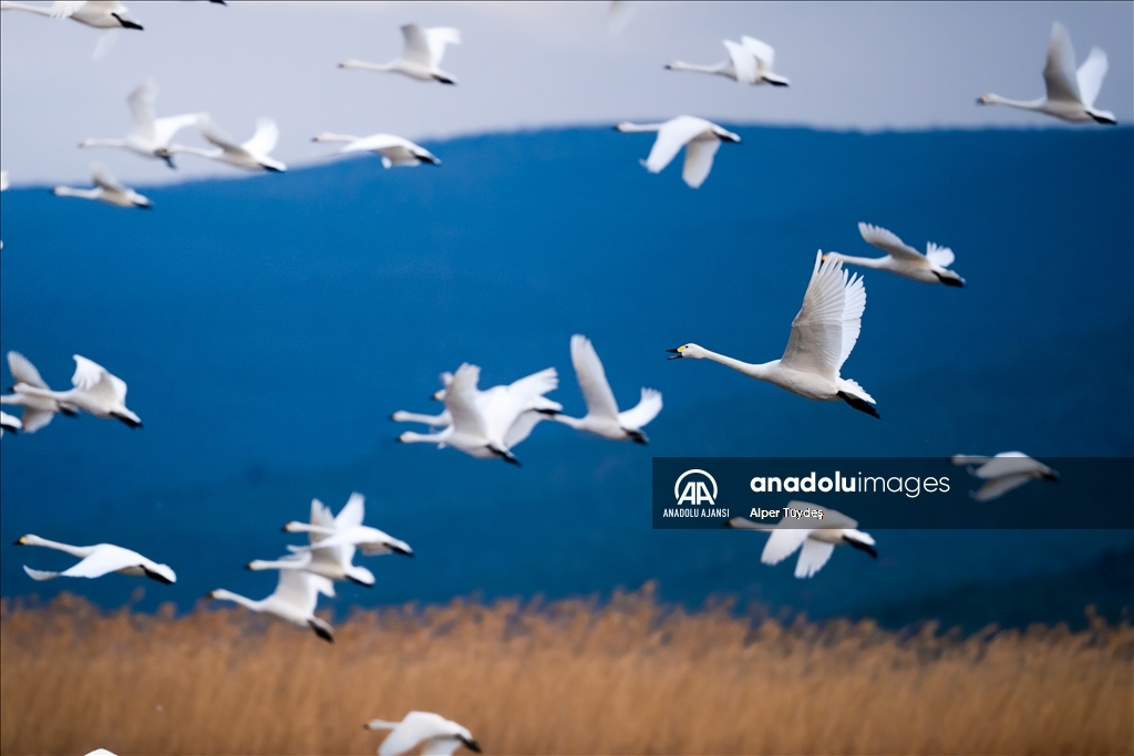 'Küçük kuğular' kışlamak için Gala Gölü'ne geldi