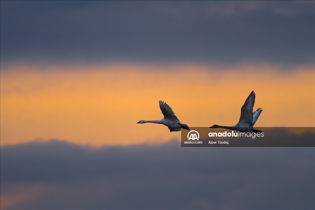 'Küçük kuğular' kışlamak için Gala Gölü'ne geldi