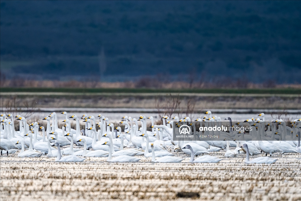 'Küçük kuğular' kışlamak için Gala Gölü'ne geldi