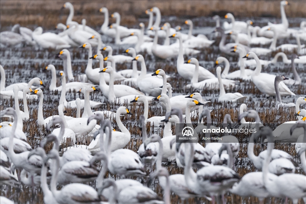 'Küçük kuğular' kışlamak için Gala Gölü'ne geldi