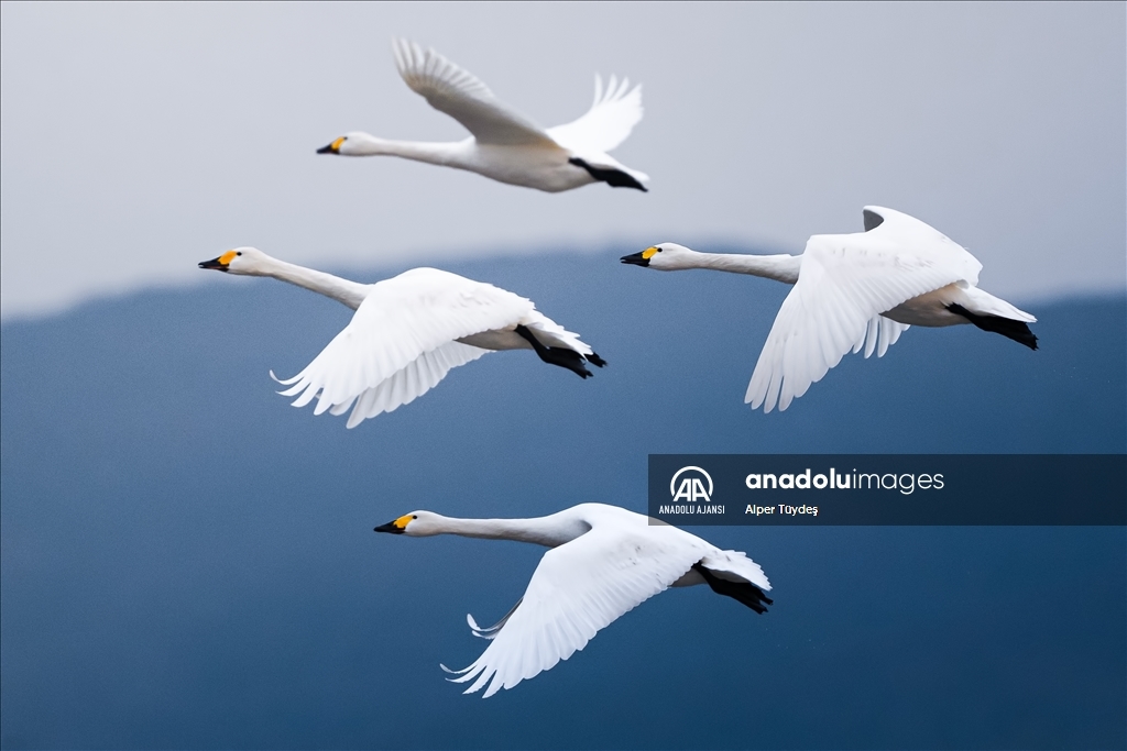 'Küçük kuğular' kışlamak için Gala Gölü'ne geldi