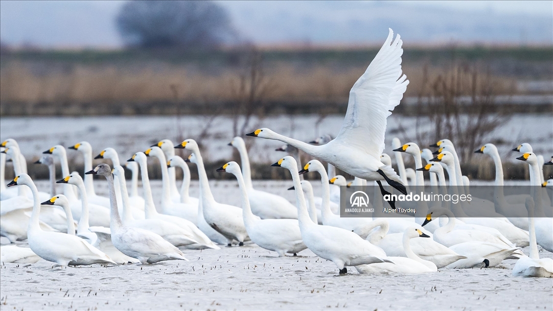 'Küçük kuğular' kışlamak için Gala Gölü'ne geldi