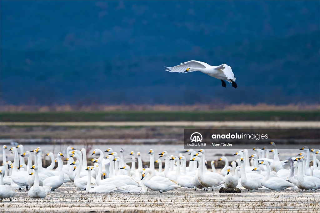 'Küçük kuğular' kışlamak için Gala Gölü'ne geldi