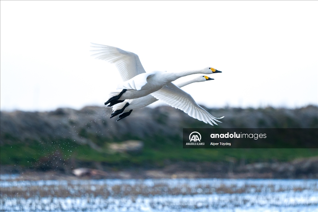 'Küçük kuğular' kışlamak için Gala Gölü'ne geldi