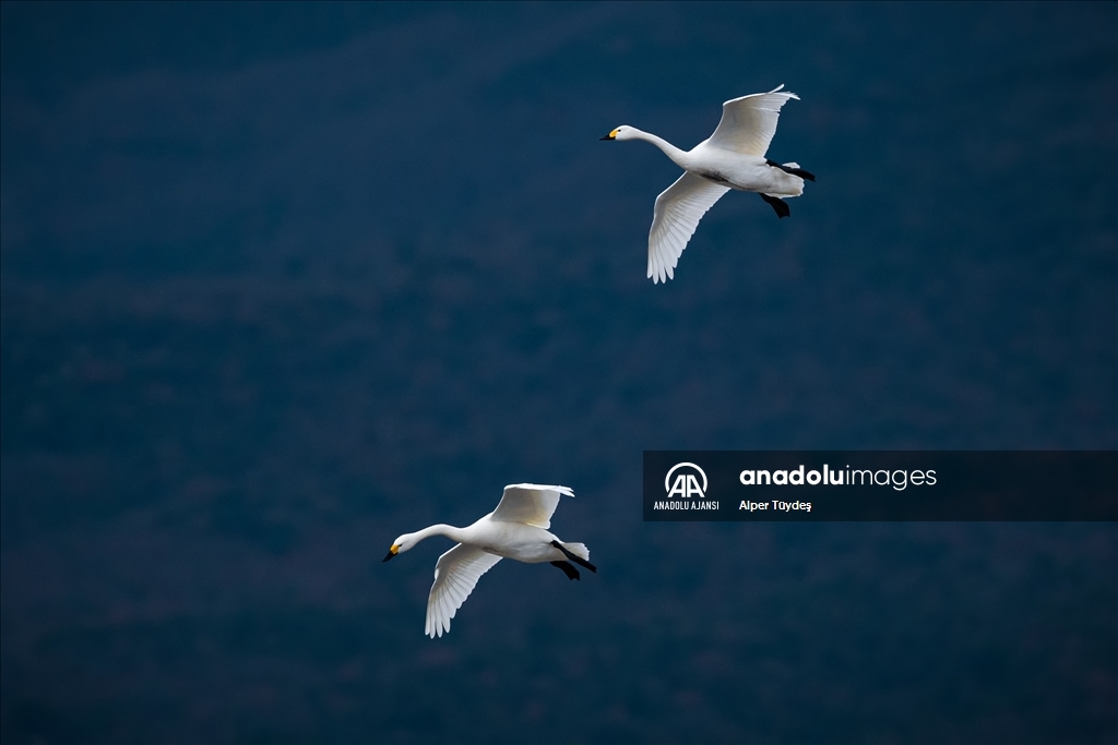'Küçük kuğular' kışlamak için Gala Gölü'ne geldi