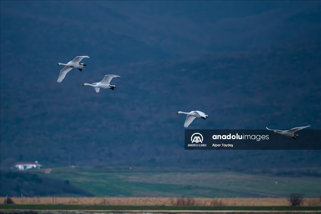 'Küçük kuğular' kışlamak için Gala Gölü'ne geldi
