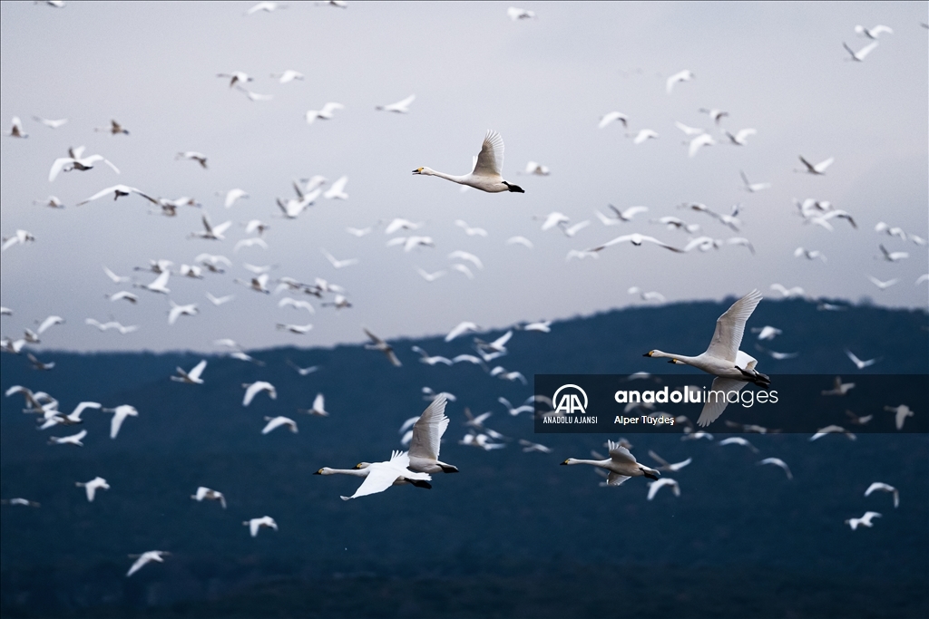 'Küçük kuğular' kışlamak için Gala Gölü'ne geldi