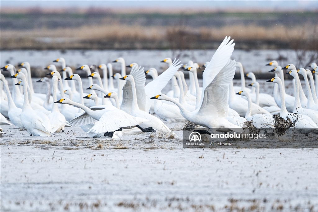 'Küçük kuğular' kışlamak için Gala Gölü'ne geldi