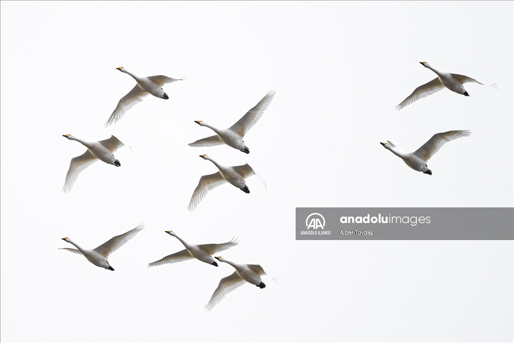 'Küçük kuğular' kışlamak için Gala Gölü'ne geldi