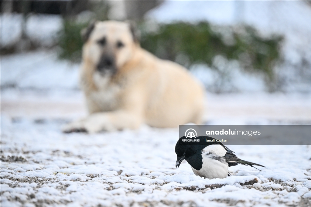 Ankara'da soğuk hava