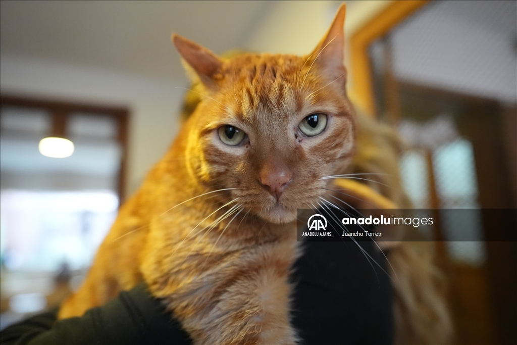Bogota'da "Kedi Günü", Calico Kedi Kafe'de kutlandı