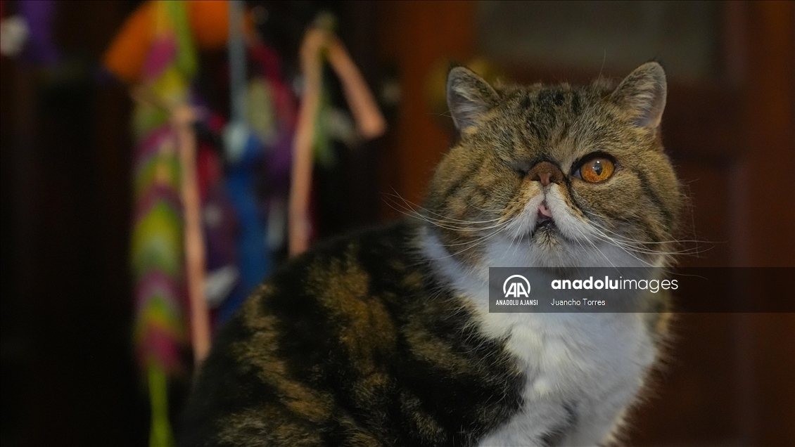 Bogota'da "Kedi Günü", Calico Kedi Kafe'de kutlandı