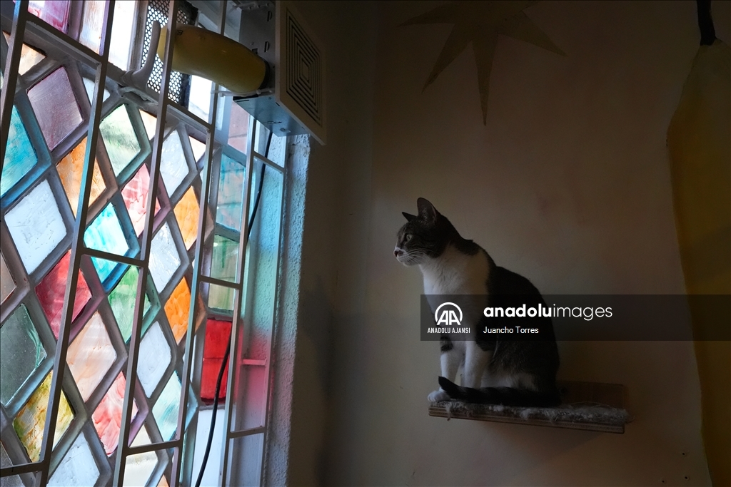 Bogota'da "Kedi Günü", Calico Kedi Kafe'de kutlandı