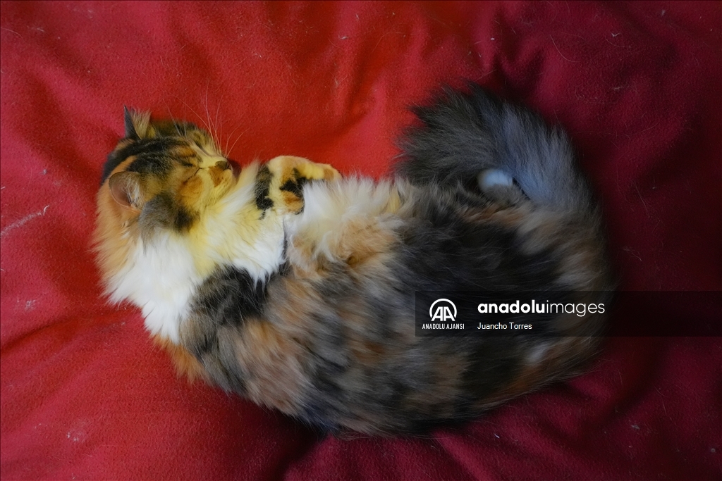 Bogota'da "Kedi Günü", Calico Kedi Kafe'de kutlandı