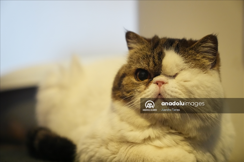Bogota'da "Kedi Günü", Calico Kedi Kafe'de kutlandı