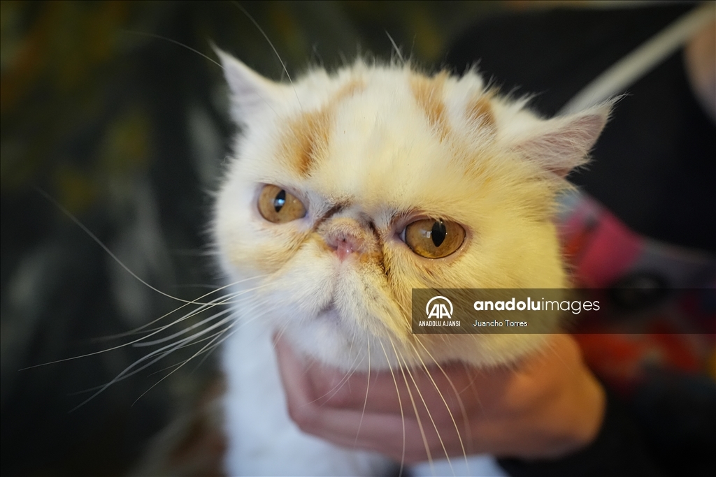 Bogota'da "Kedi Günü", Calico Kedi Kafe'de kutlandı