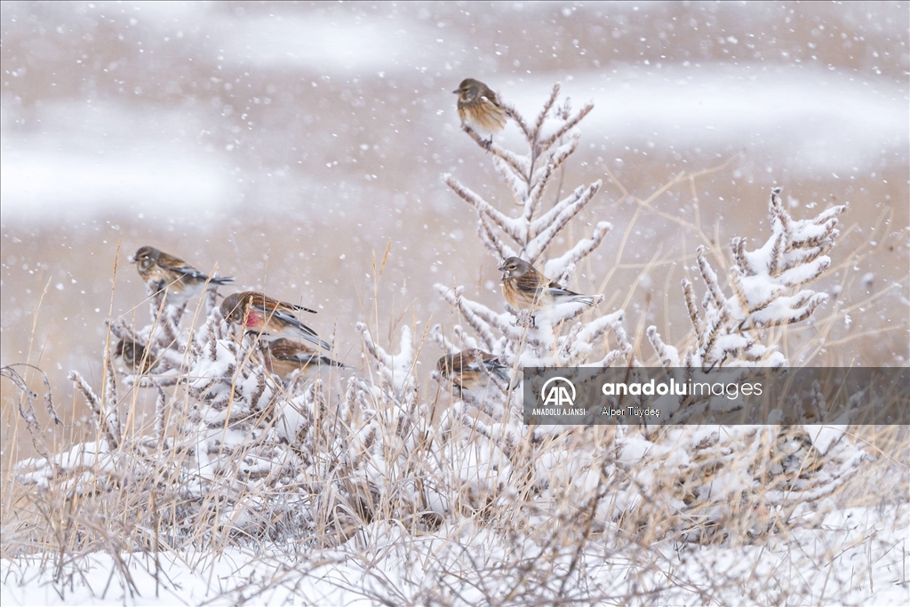 Soğuk havada yiyecek arayan kuşlar