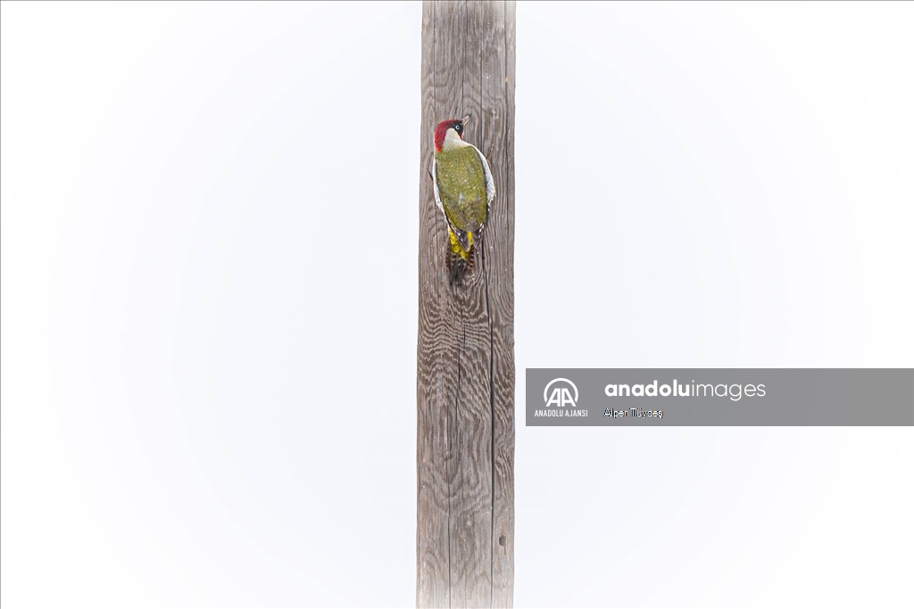 Soğuk havada yiyecek arayan kuşlar