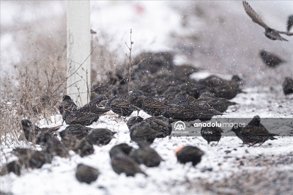 Soğuk havada yiyecek arayan kuşlar