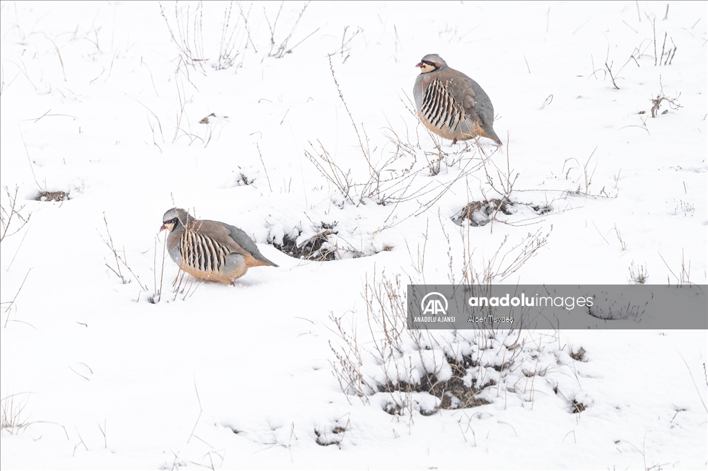 Soğuk havada yiyecek arayan kuşlar