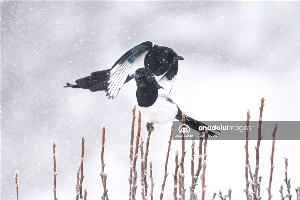 Soğuk havada yiyecek arayan kuşlar